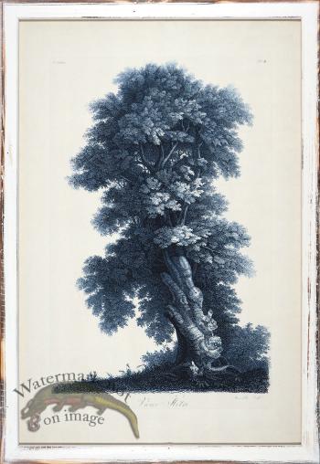 Blue Trees in Distressed White 05